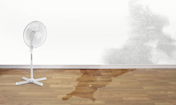Best Professional water damage repair  in Nellieburg, MS